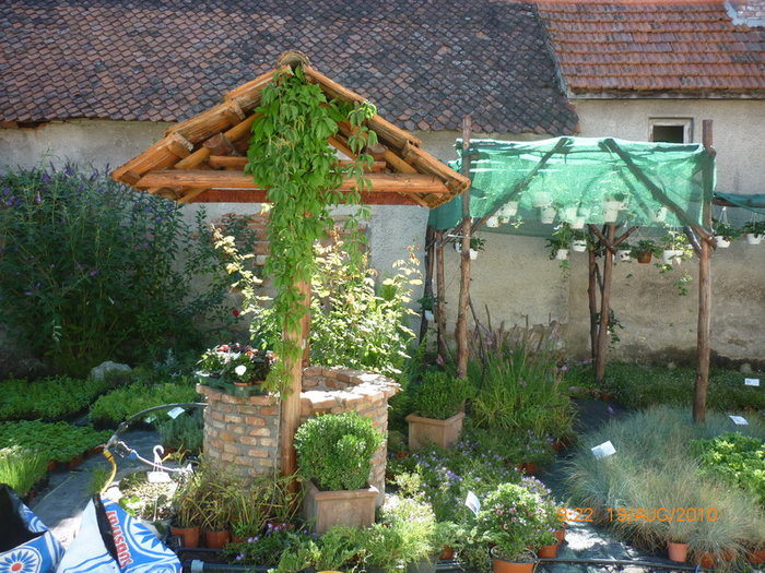 Fantana norocoasa - plant-shop ro plante si flori