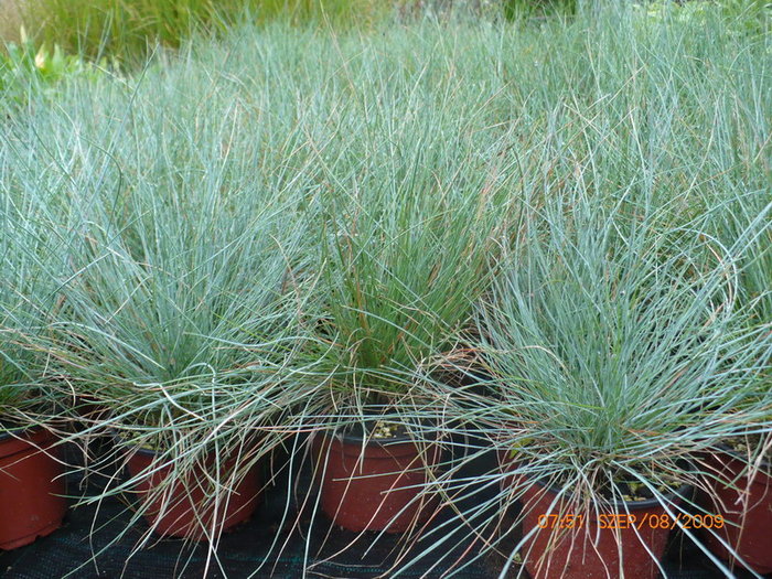 Festuca - plant-shop ro plante si flori