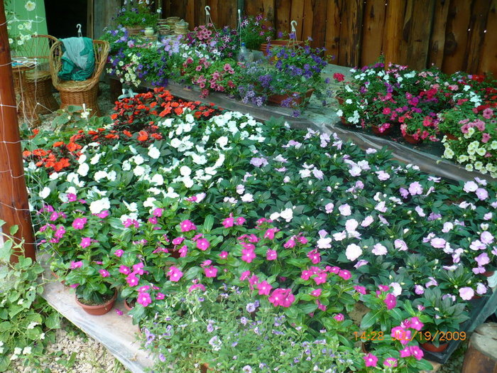 flori pe mese la plant-shop.ro - plant-shop ro plante si flori