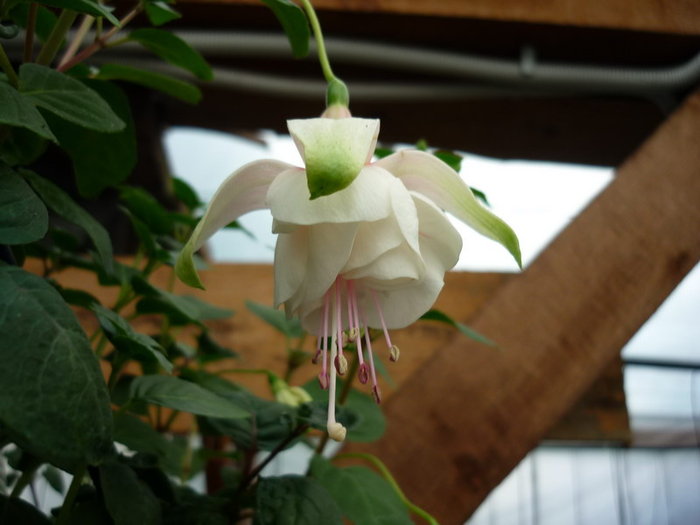 Fuchsia 2 - plant-shop ro plante si flori