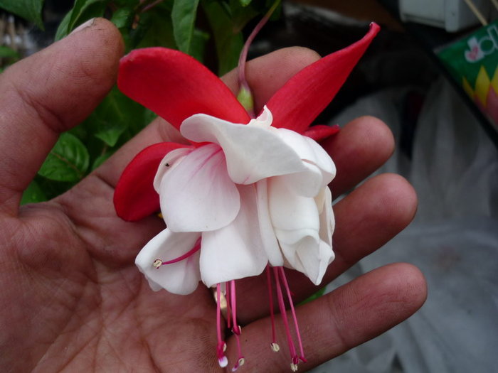 Fuchsia 3 - plant-shop ro plante si flori