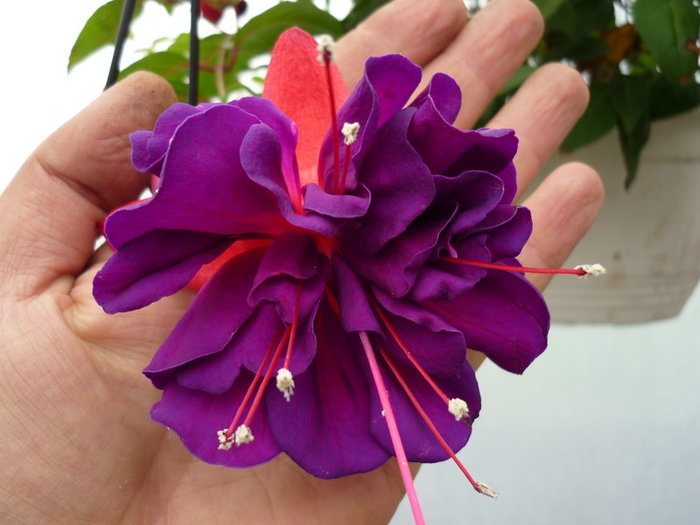 Fuchsia 5 - plant-shop ro plante si flori