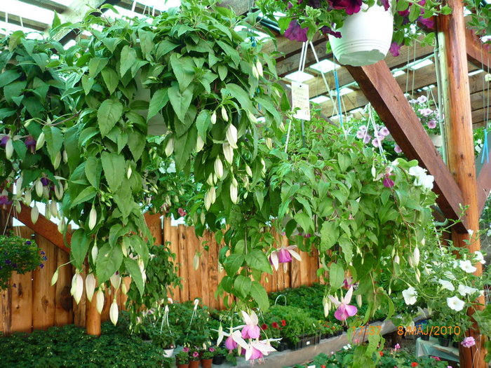 Fuchsia Cascade 2 - plant-shop ro plante si flori