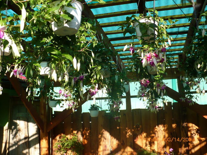 Fuchsia Cascade - plant-shop ro plante si flori