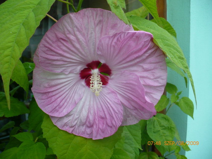 Hibiscus moscheutos roz - plant-shop ro plante si flori