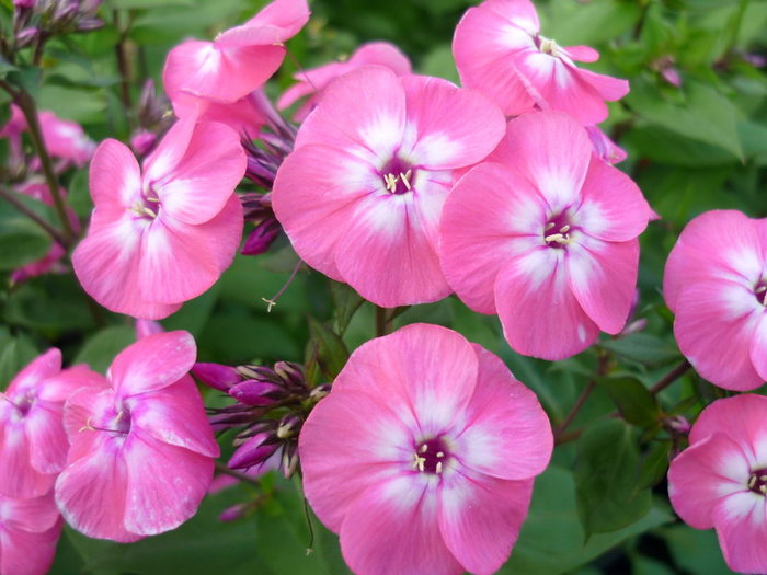 Phlox amoena variegata 2