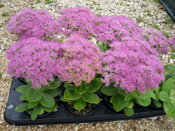 Sedum spectabile