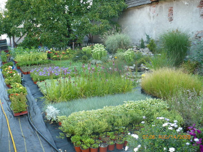 Vedere de ansamblu 2 - plant-shop ro plante si flori