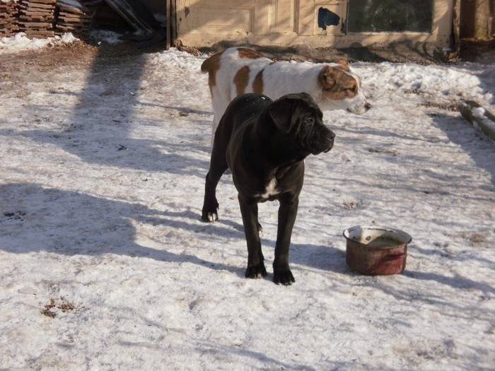 P1280984 - 24 arad lusy cane corso