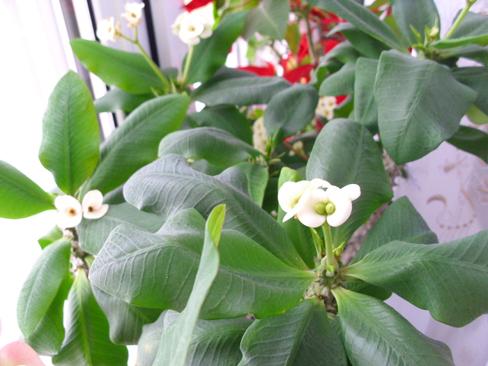 euphorbia milli alba