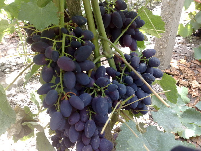 black magic_8aug-2010