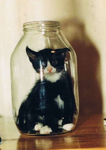 pisica in borcan - Album pentru TanyMusic pentru ca a castigat jocul super RAPID