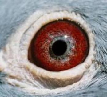 GEDAYINVTONOONYVEOR - ochii porumbeilor