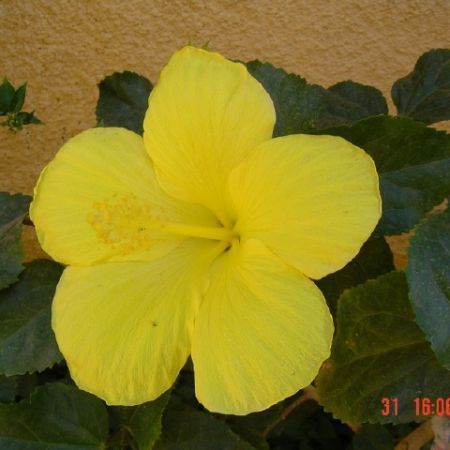 superb - hibiscus de care imi doresc