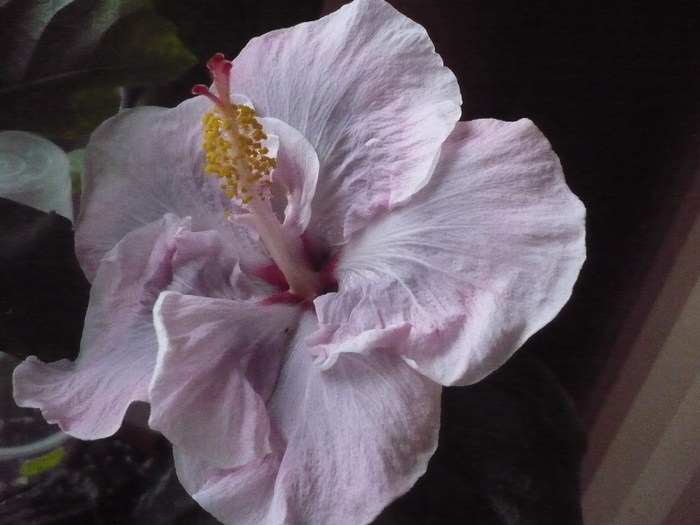 YOQ - hibiscus de care imi doresc