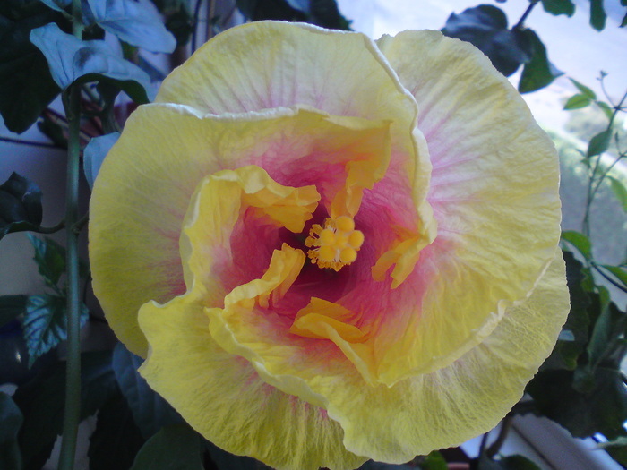 tamibon - hibiscus de care imi doresc