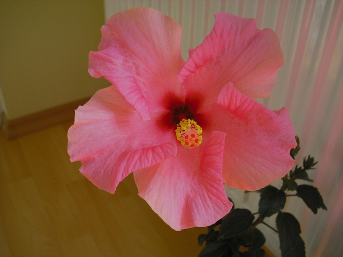 21761358_FPPDLMOTW - hibiscus de care imi doresc