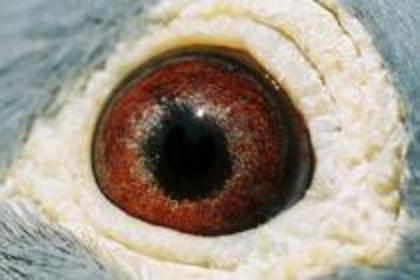 JONYTRXRVNTNHIVWGOM - ochii porumbeilor