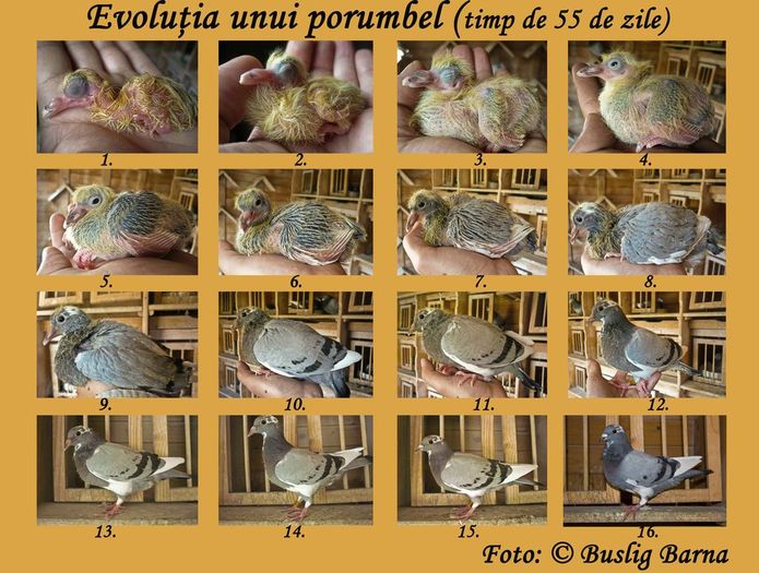 Un reusit colaj cu faze din dezvoltarea unui pui de porumbel - Evolutia unui pui de PORUMBEL