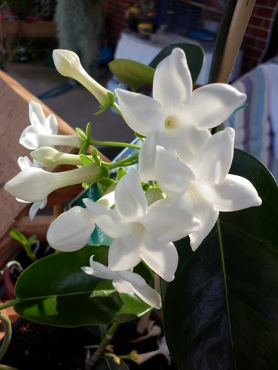 29.01.11 - Stephanotis floribunda