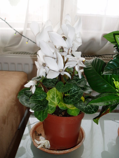 cyclamen - flori 2011