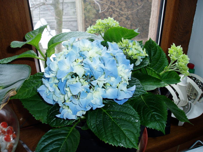 Hortensia - flori 2011