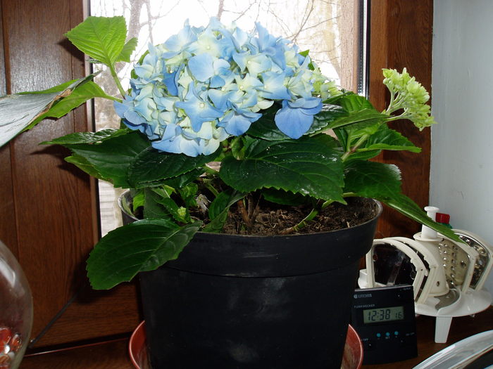 Hortensia - flori 2011