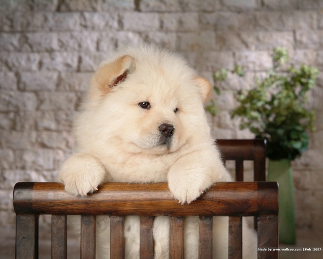 chow_chow_pc_wallpaper-1280x1024