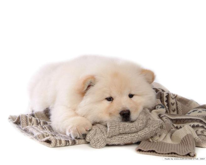 cute-chow-wallpaper_1280x1024