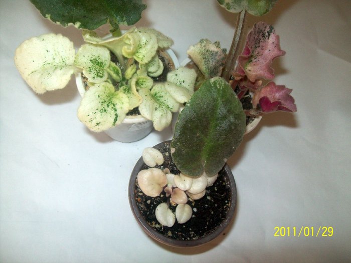 100_7718 - AFRICAN VIOLETS