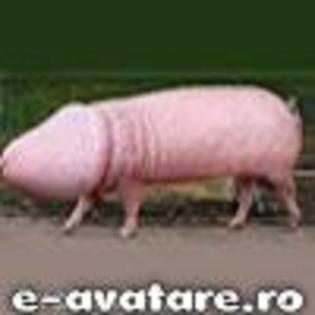 avatare_gratuite_63930f2cb101bdfe65544d4a4efb4fed - Avatare haioase