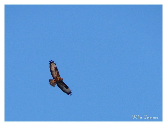 uliu - Animalutele mele