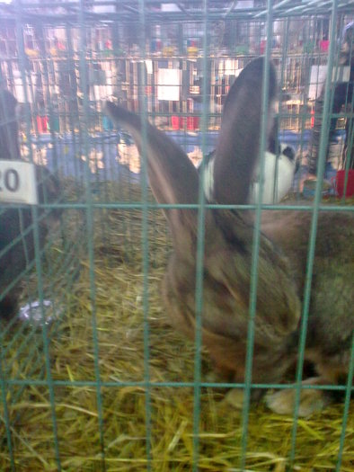Image0399 - EXPOZITIE SUCEAVA IANUARIE 2011