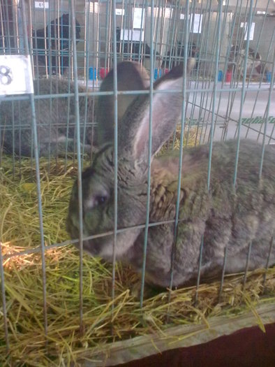 Image0403 - EXPOZITIE SUCEAVA IANUARIE 2011