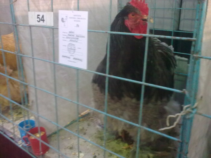 Image0420 - EXPOZITIE SUCEAVA IANUARIE 2011