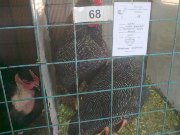 Image0429 - EXPOZITIE SUCEAVA IANUARIE 2011