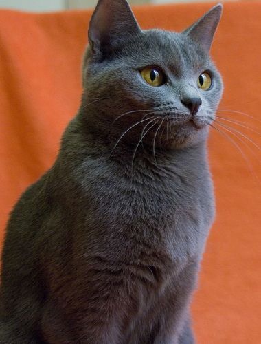 chartreux2