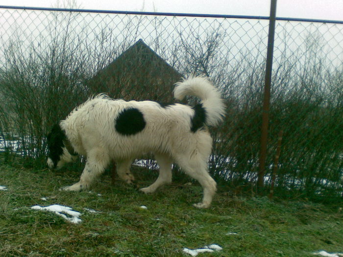 15012010(002) - caini ciobanesti de bucovina care au fost sau sunt in proprietatea mea