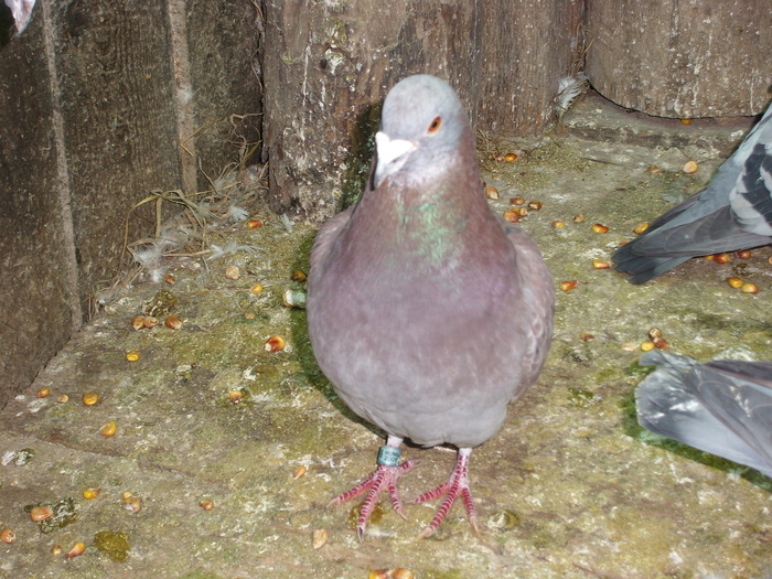M - 2011 cateva poze cu porumbei