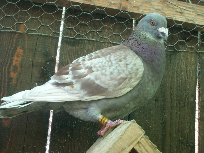 M - 2011 cateva poze cu porumbei