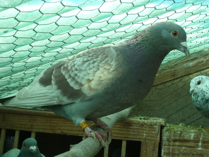 F - 2011 cateva poze cu porumbei