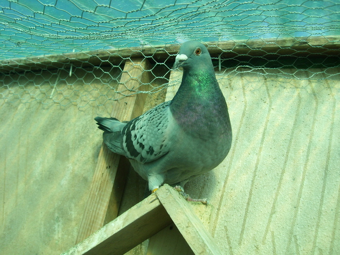 F - 2011 cateva poze cu porumbei