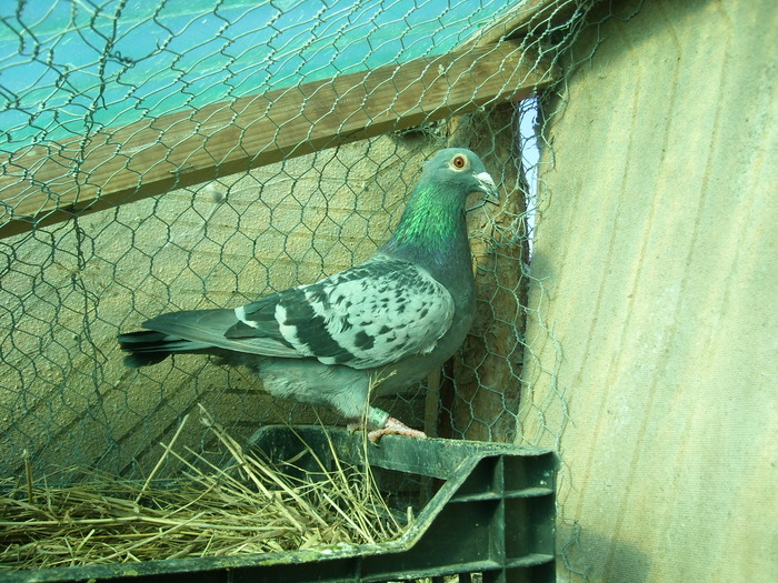 M - 2011 cateva poze cu porumbei