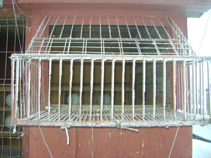  - voliera porumbei