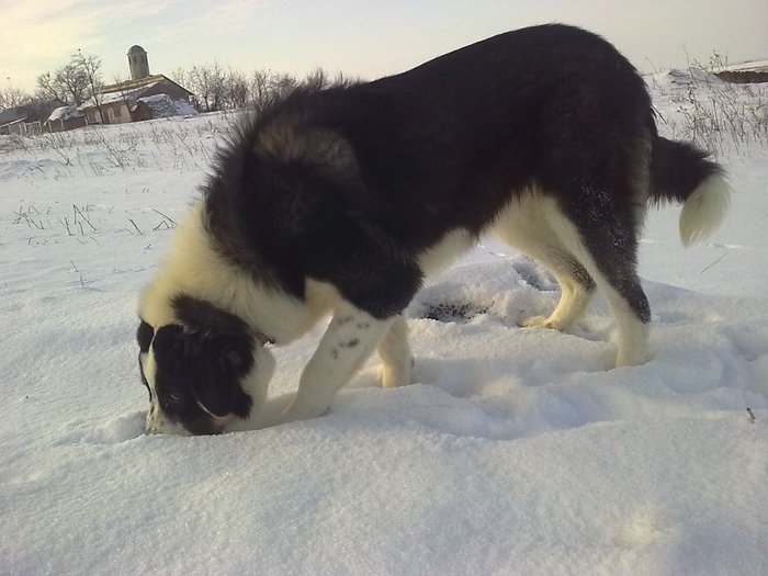 Picture 042 - CIOBANESTI  DE BUCOVINA