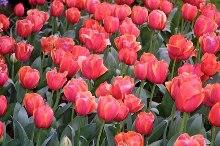 FIORI027