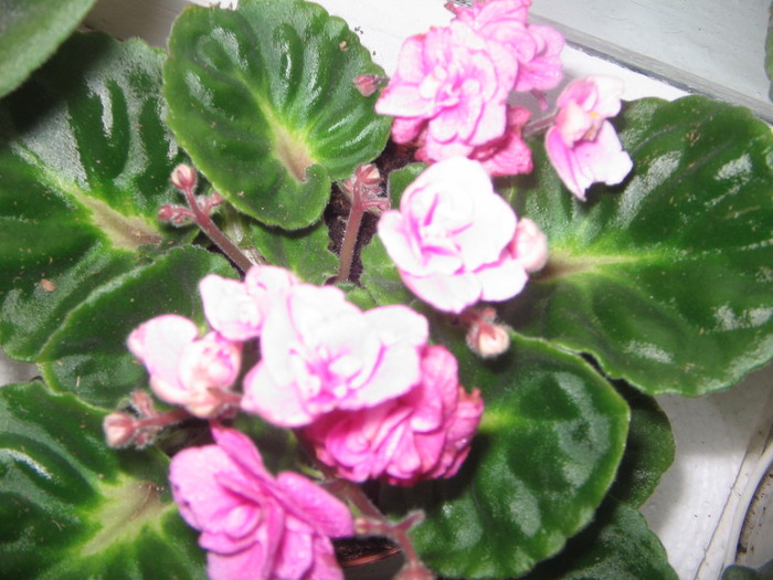 violeta roz - a Flori 2011