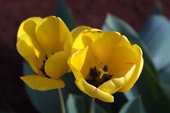 FIORI036