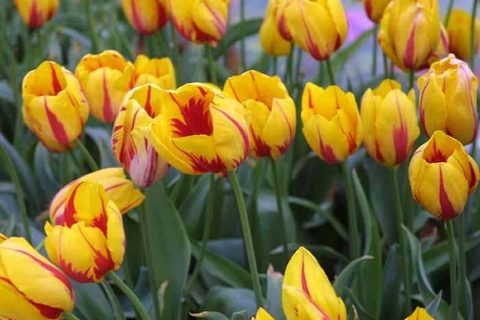 FIORI037