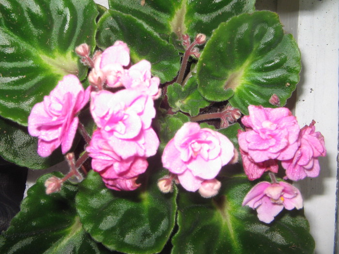 violeta roz - a Flori 2011